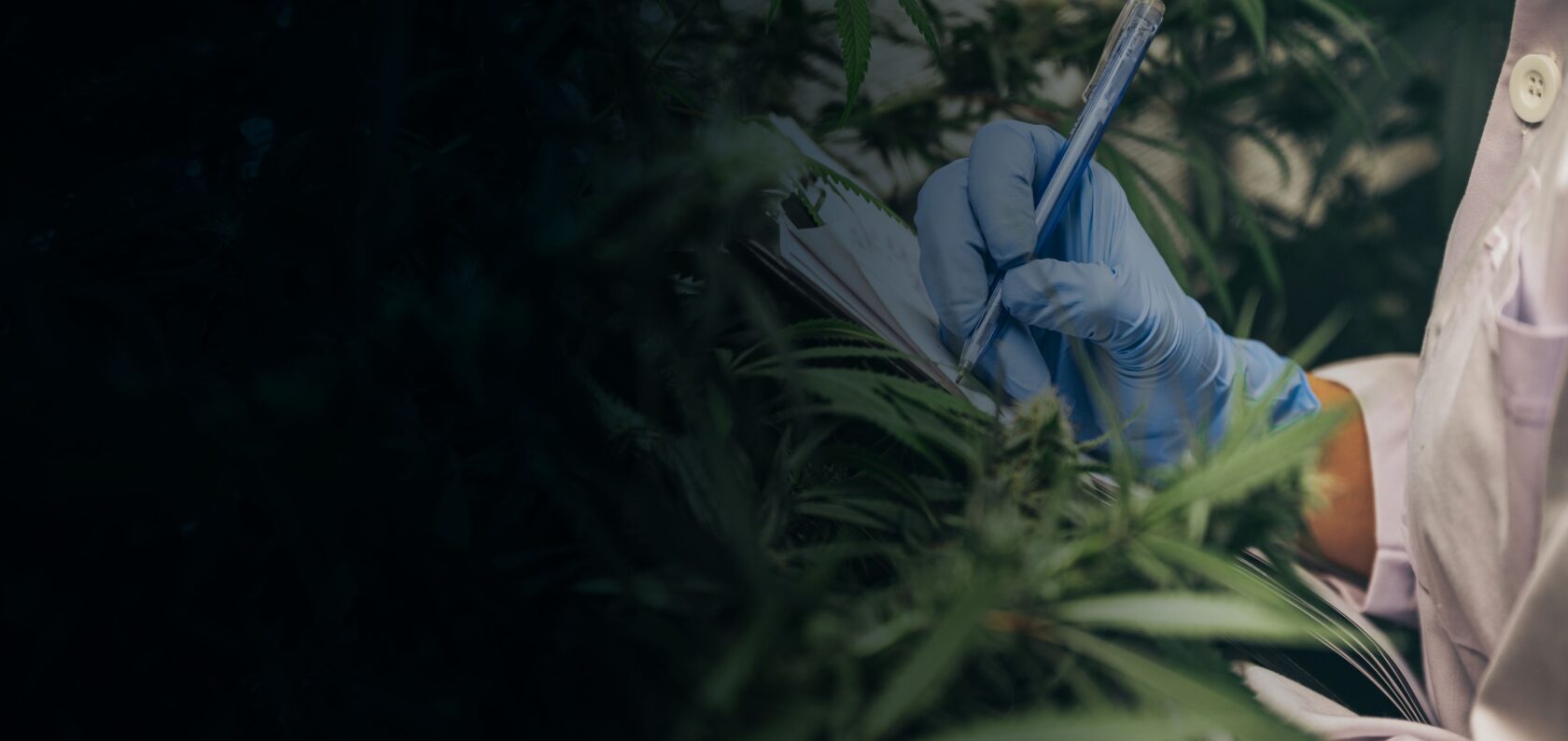 Cannabis Image Homepage